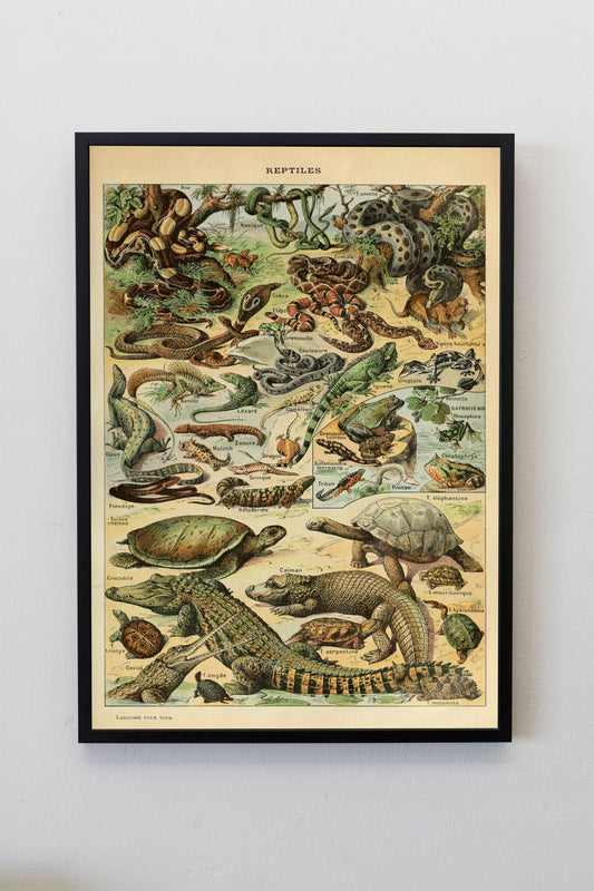 Types of Reptiles Illustration by Adolphe Millot Poster Print Wall Hanging Decor A4 A3 A2