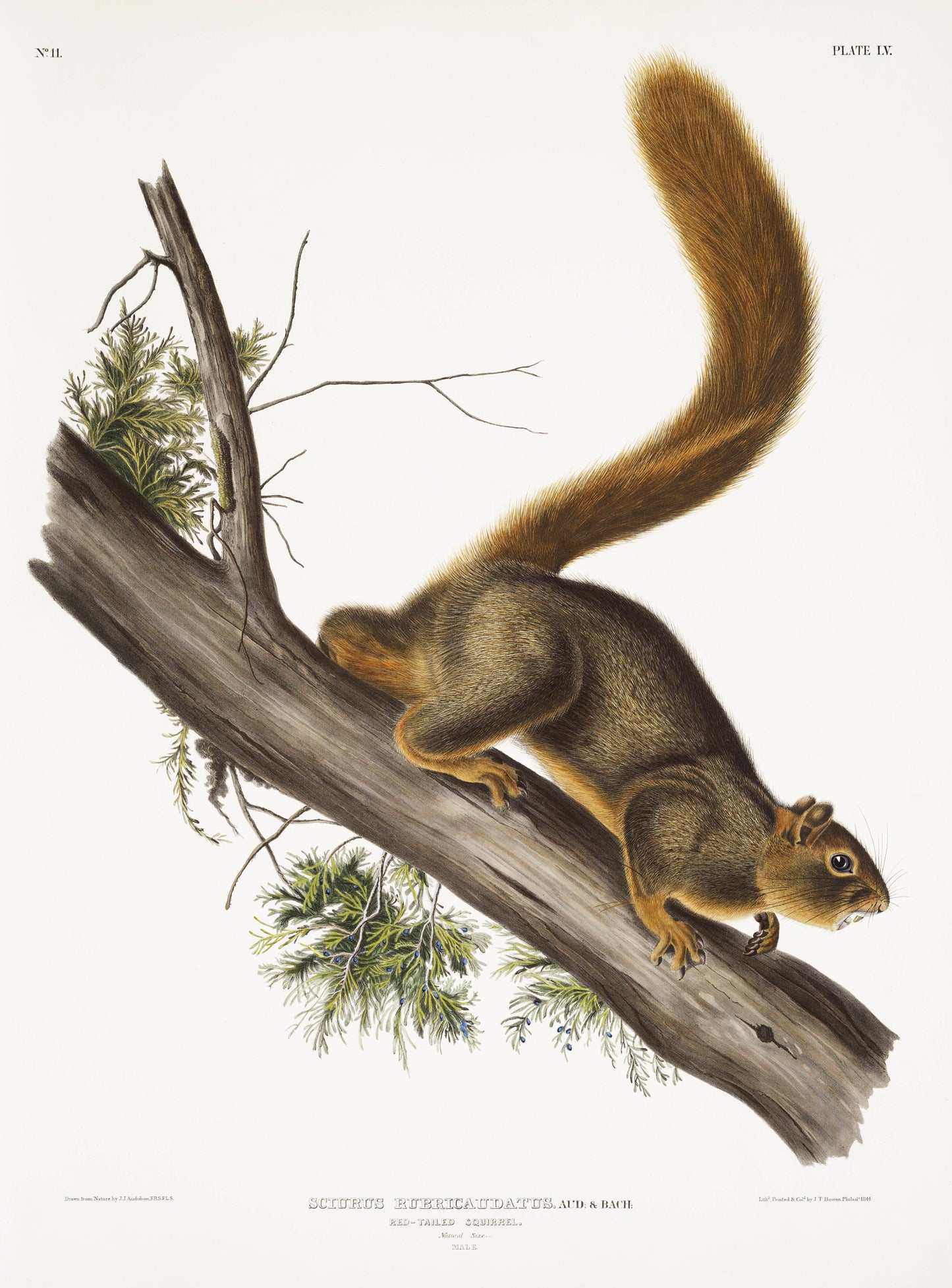 Red-tailed Squirrel Illustration Poster Print Wall Hanging Decor A4 A3 A2