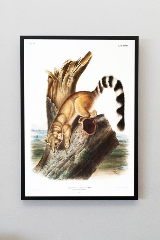 Ring-tailed Bassaris Fox Illustration Poster Print Wall Hanging Decor A4 A3 A2