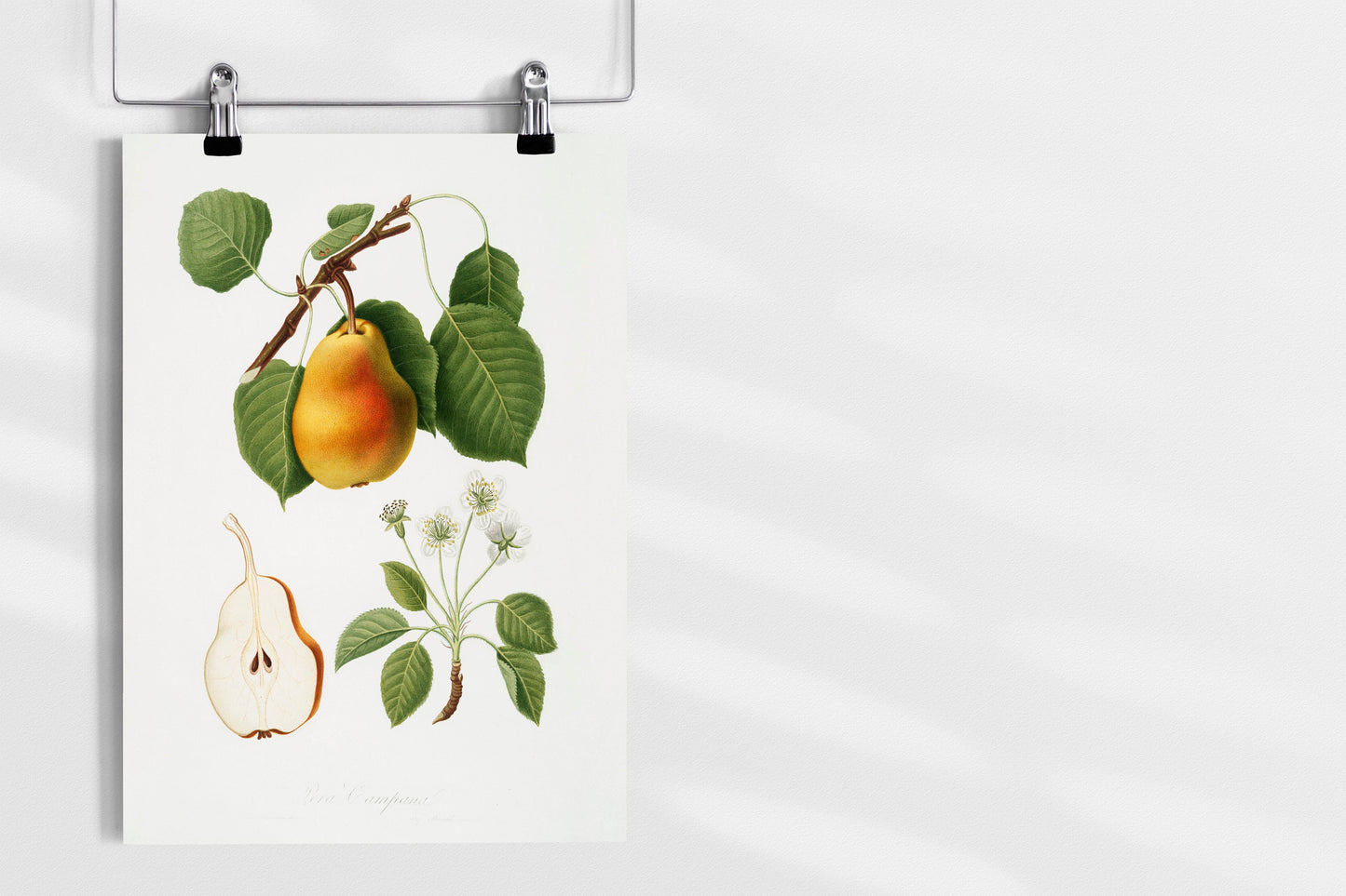 Vintage Pear Illustration Poster Print Wall Hanging Decor A4 A3 A2