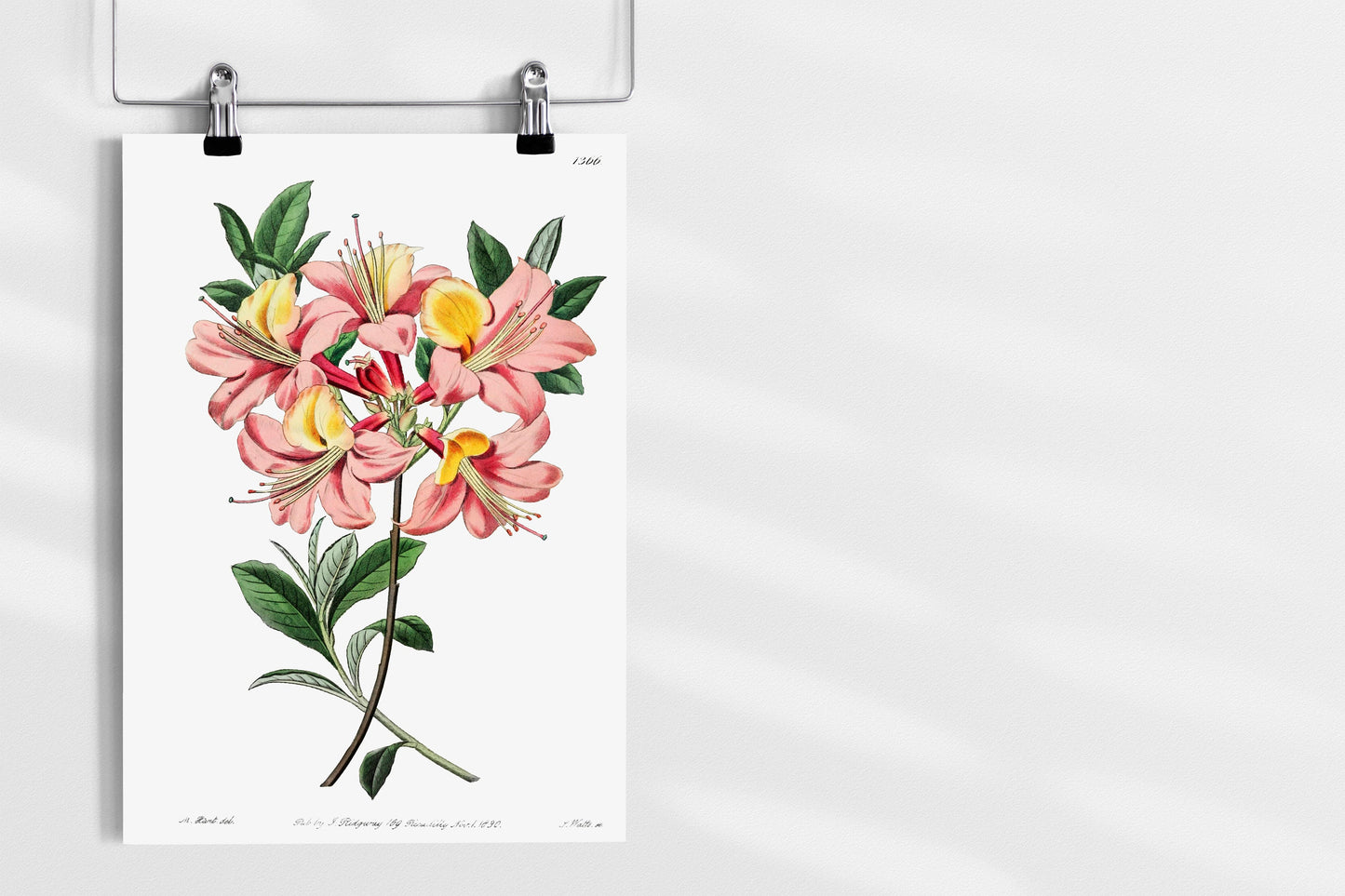 Changeable pontic azalea Flower Illustration Poster Illustration Print Wall Hanging Decor A4 A3 A2