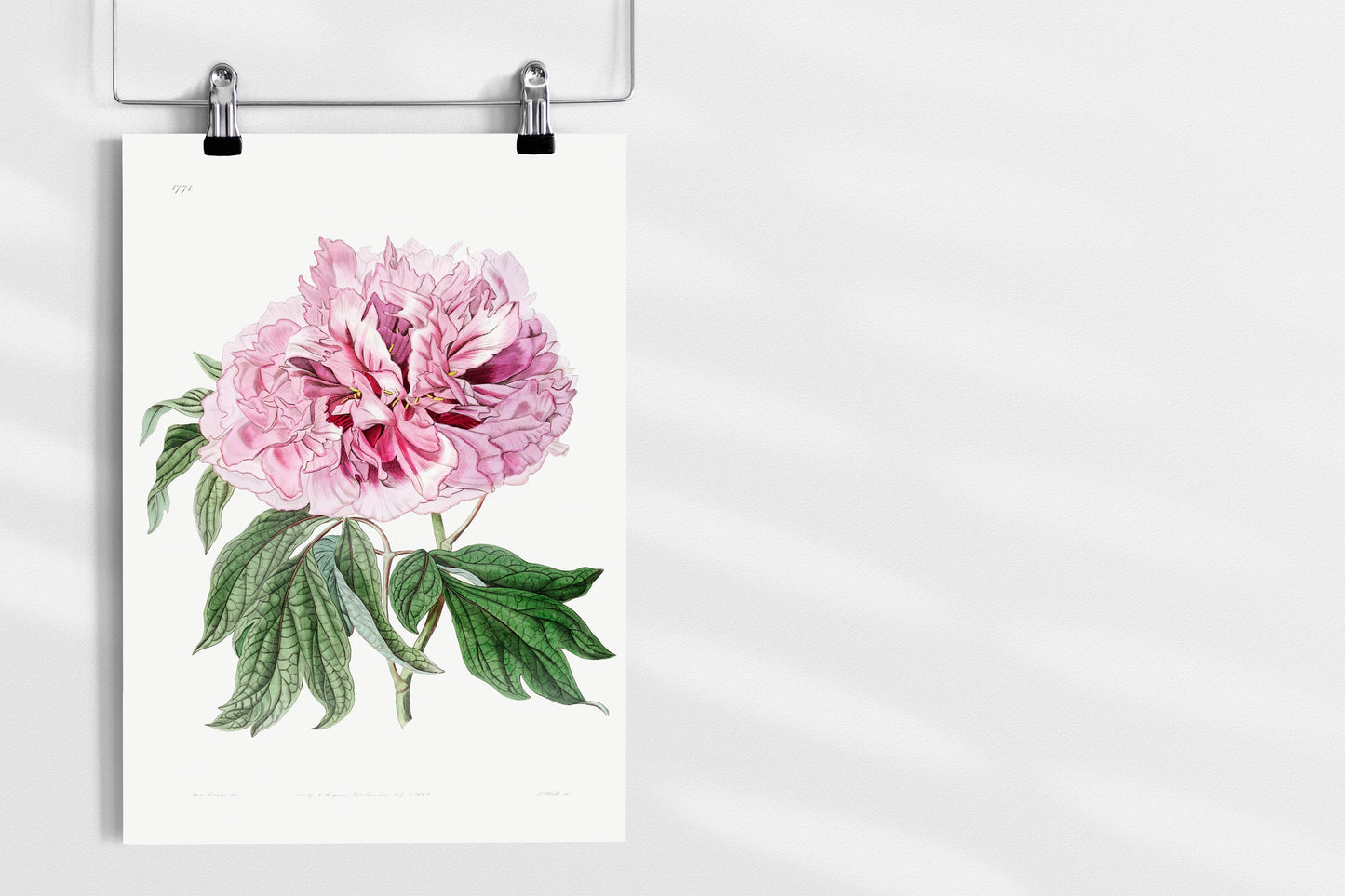 Double red curled tree peony Flower Illustration Poster Print Wall Hanging Decor A4 A3 A2