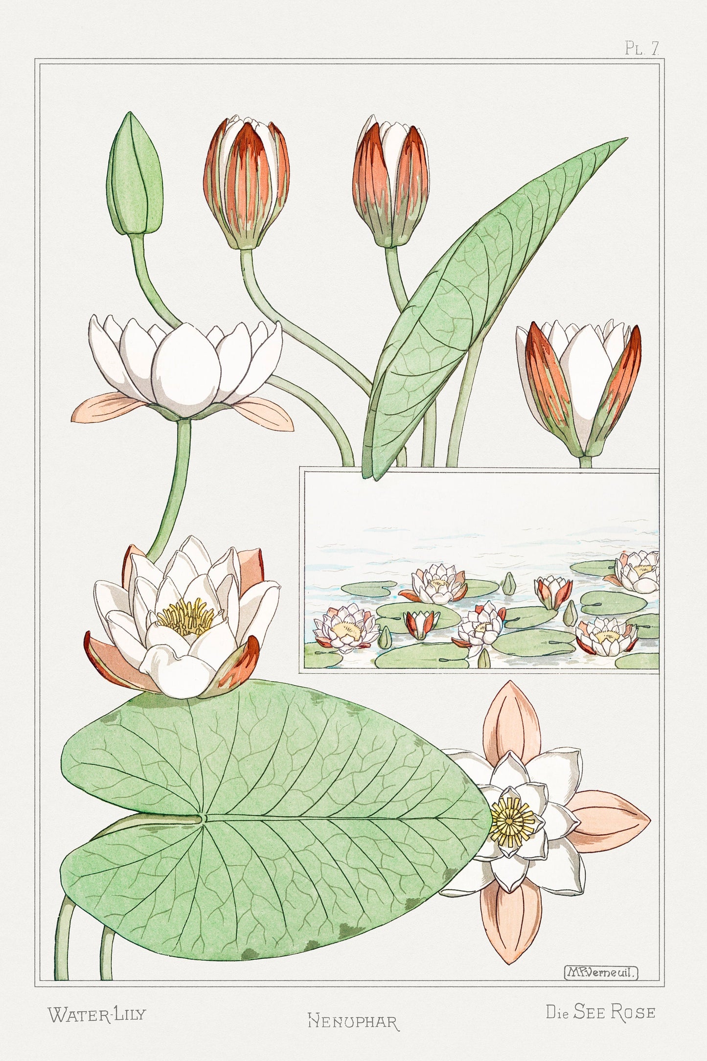 Water Lily Illustration by Maurice Pillard Verneuil | Botanical Illustration | Flower Wall Art | Botanical Poster | Nature Lover Gift | Lily