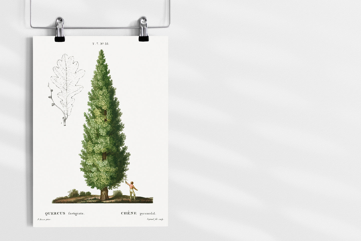 English oak Tree Art Print | Botanical Prints | Nature Wall Art | Oak Tree Illustration | Nature Home Décor | Botanical Posters | Tree Art