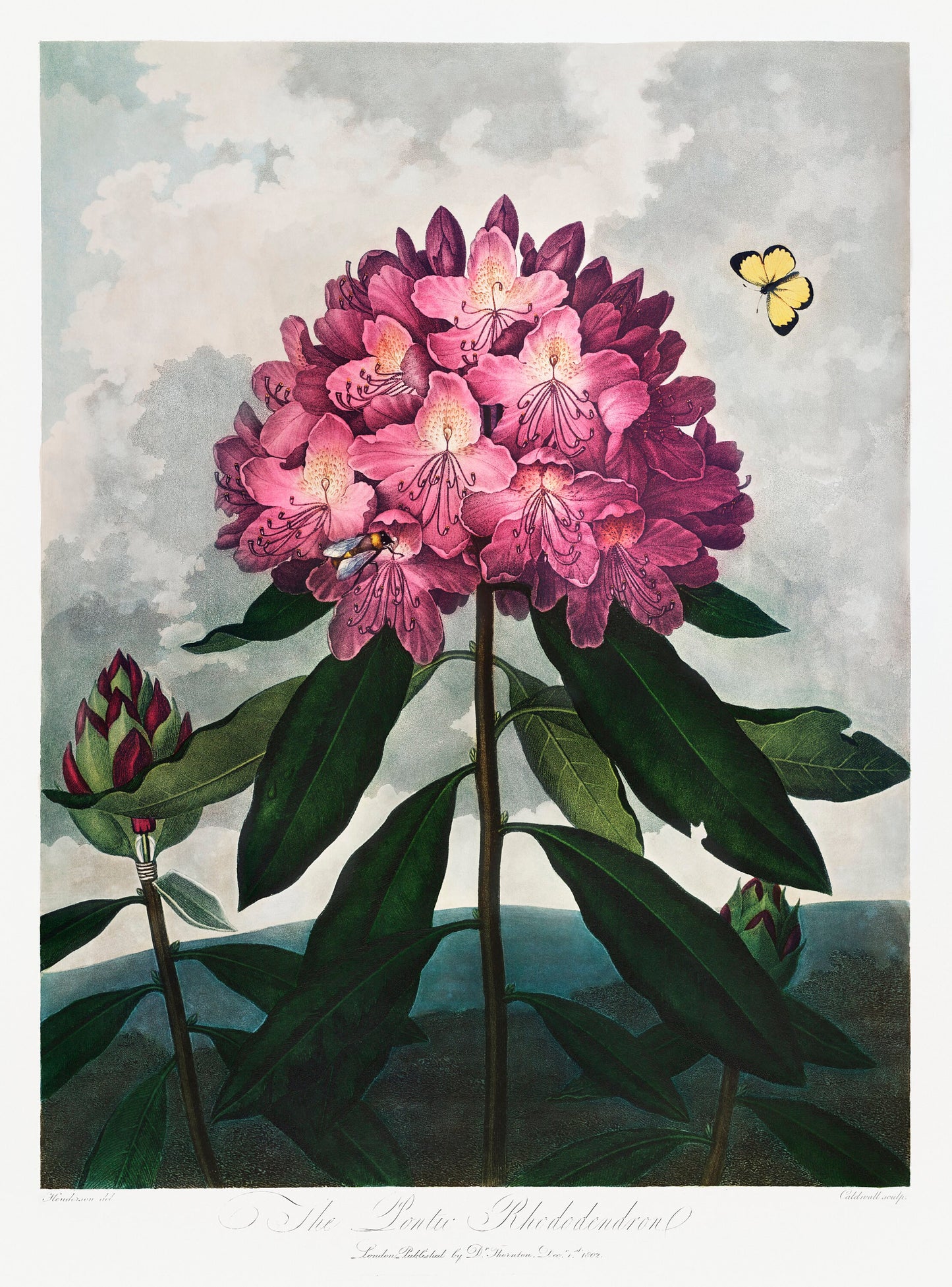 The Pontic Rhododendron | Botanical Prints | Botanical Posters | Flower Prints | Kitchen Wall Decor | Plant Decor | Flower Illustration