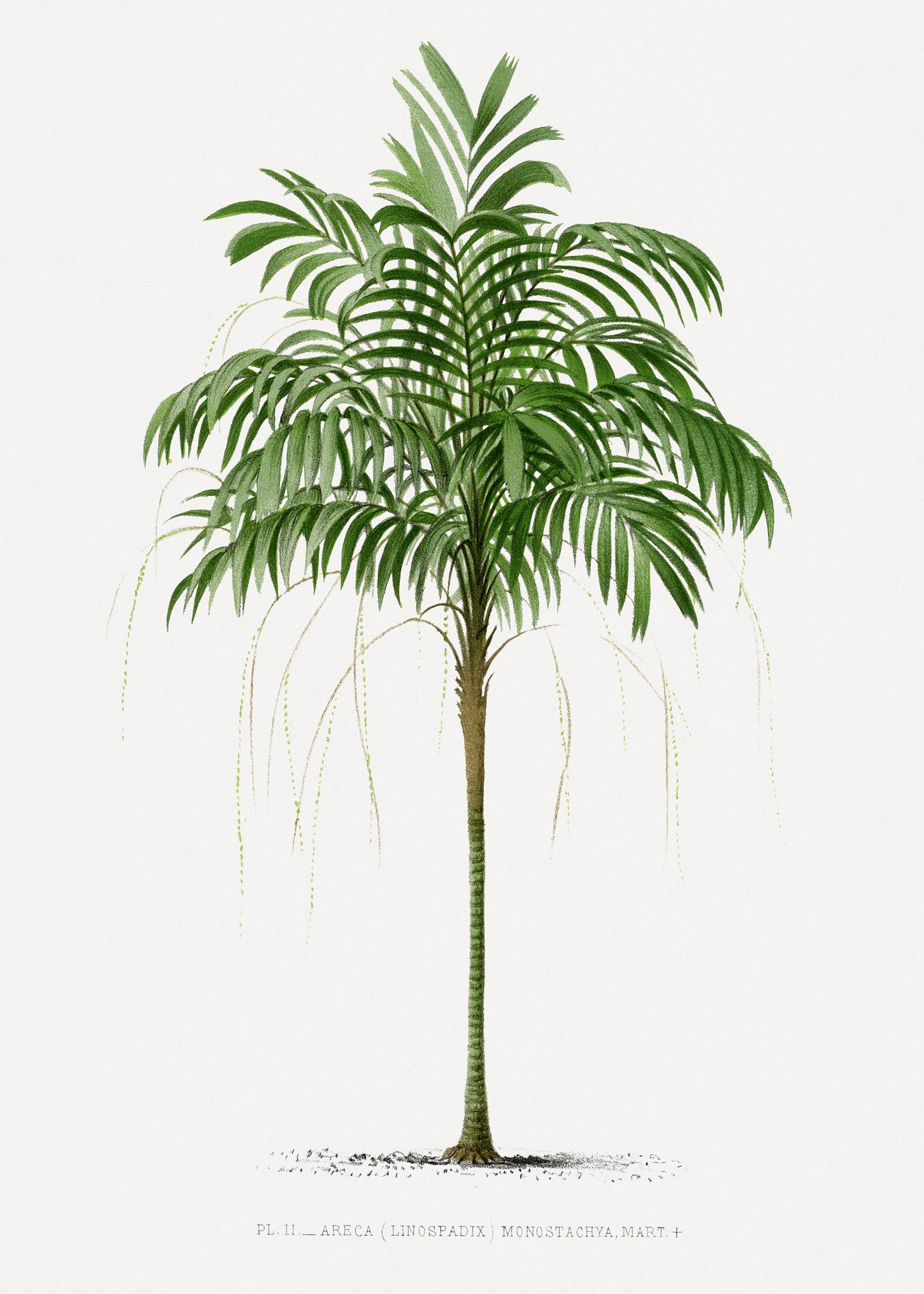 Vintage Palm Tree Illustration | Palm Tree Wall Art | Tropical Wall Art | Tropical Plant Prints | Office Wall Art | Palm Tree Posters