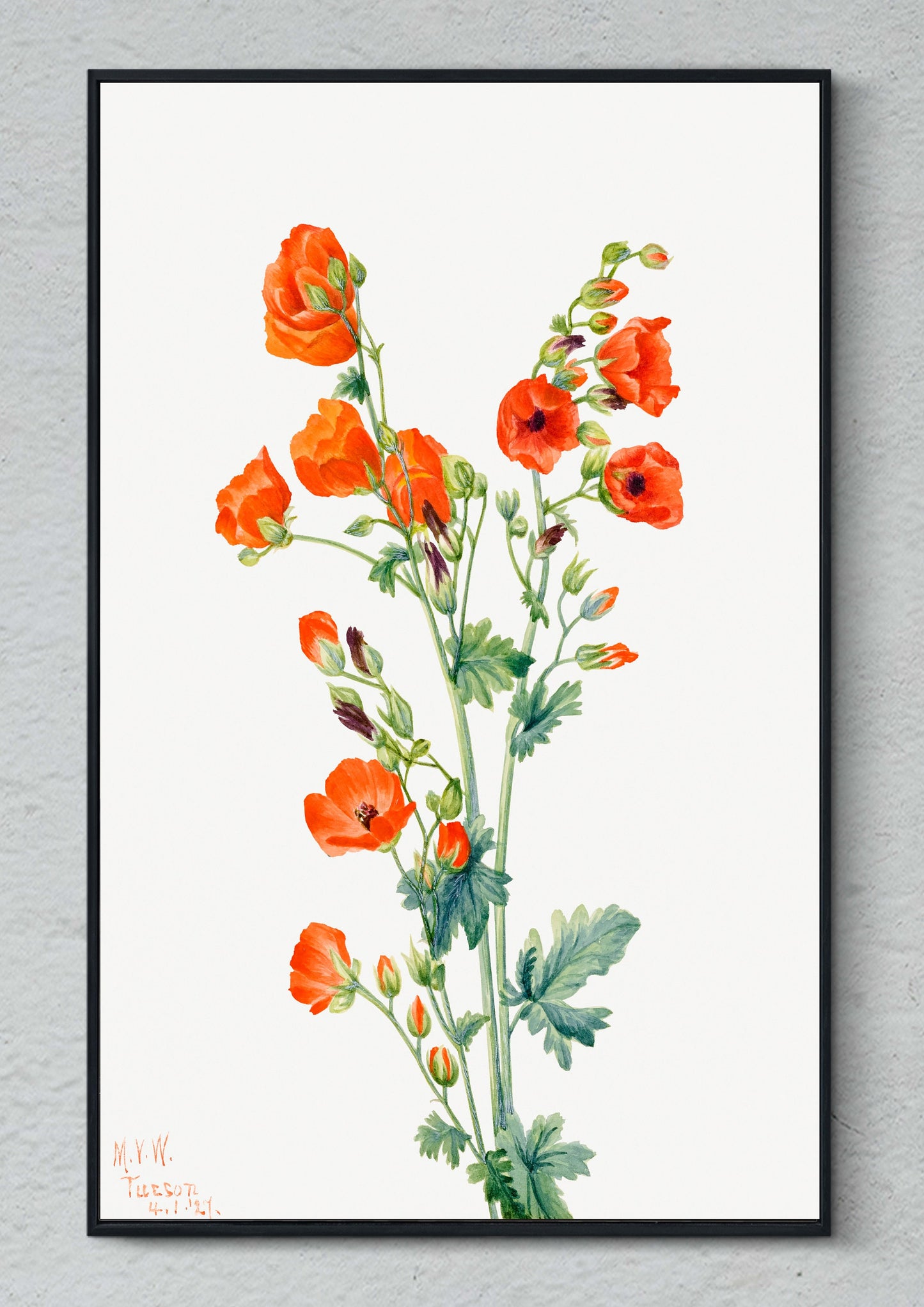 Scarlet Globe Mallow (Sphaeralcea grossulariaefolia) (1927) by Mary Vaux Walcott | Flower Wall Art | Orange Flower Print | Flower Poster
