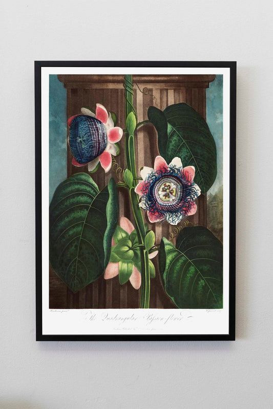 The Quadrangular Passion Flower | Botanical Print | Botanical Poster | Flower Print | Kitchen Wall Decor | Plant Decor | Flower Illustration