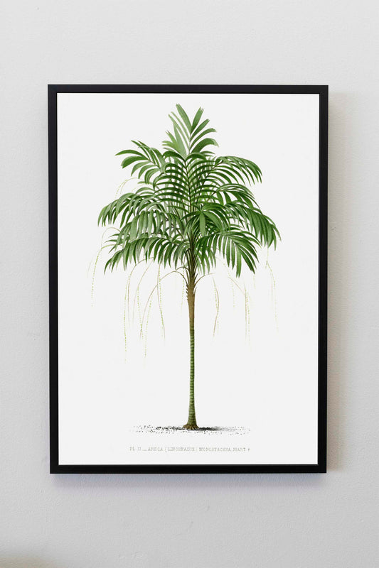 Vintage Palm Tree Illustration | Palm Tree Wall Art | Tropical Wall Art | Tropical Plant Prints | Office Wall Art | Palm Tree Posters