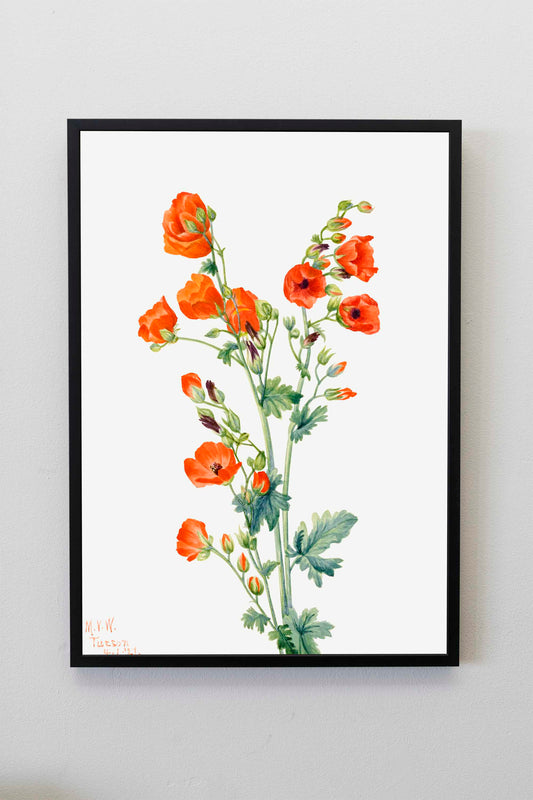 Scarlet Globe Mallow (Sphaeralcea grossulariaefolia) (1927) by Mary Vaux Walcott | Flower Wall Art | Orange Flower Print | Flower Poster